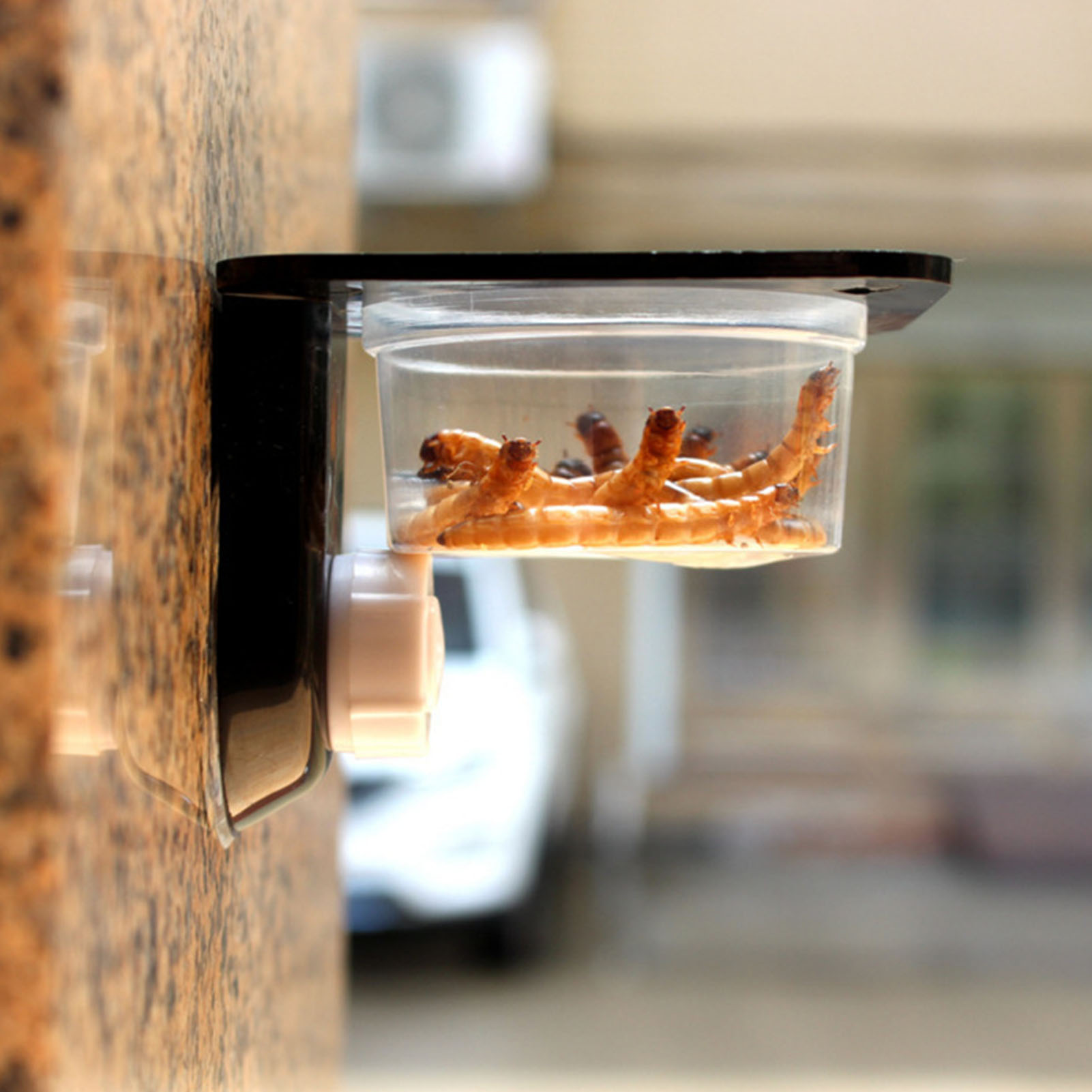 Crested Gecko Feeding Ledge Re - Water Dish Reptile recension och pris